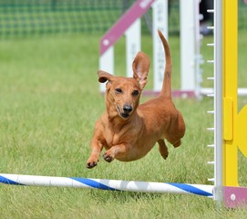 Sticker - Dachshund at a Dog Agility Trial