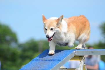 Sticker - Pembroke Welch Corgi at a Dog Agility Trial