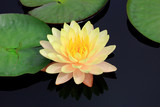 water lilly on the lake