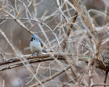 A Little Gray Bird With An Echoing Voice, The Tufted Titmouse Is Common In Eastern Deciduous Forests And A Frequent Visitor To Feeders.