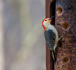 Red-bellied Woodpeckers are pale, medium-sized woodpeckers common in forests of the East. Their strikingly barred backs and gleaming red caps make them an unforgettable sight 