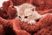 Cute Little Kitten In Soft Blanket