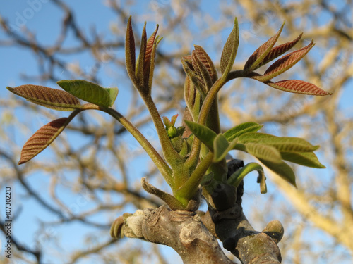 Young Walnut Tree Leaves Macro This Stock Photo And Young Walnut Tree Leaves Macro This Stock Photo And