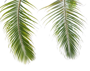 Wall Mural - palm tree isolated on white background