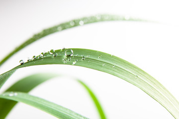 bubble drop on clover isolated on white