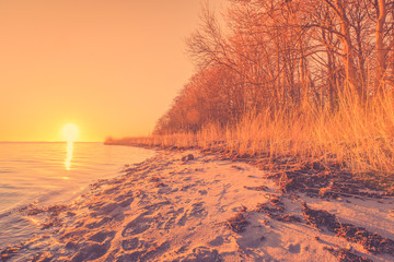 Wall Mural - beach with trees in the sunrise