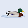 Mallard, Wild Duck, vector illustration