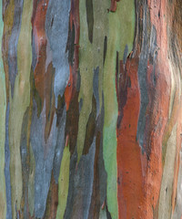 Eucalyptus deglupta tree bark texture background