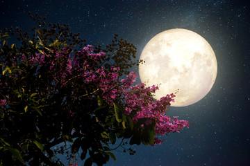 Wall Mural - beautiful cherry blossom (sakura flowers) with milky way star in night skies; full moon - retro styl