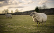 Pregnant Ewe. Spring. Sheep in Cotswold Landscape. Cheltenham, UK