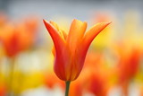 One bautiful orange tulip on soft bokeh background
