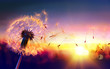 Leinwandbild Motiv Dandelion To Sunset - Freedom to Wish
