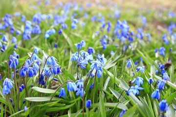 small blue spring flowers