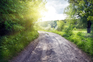 Wall Mural - dirt road in summer forest
