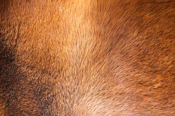 natural fur texture background