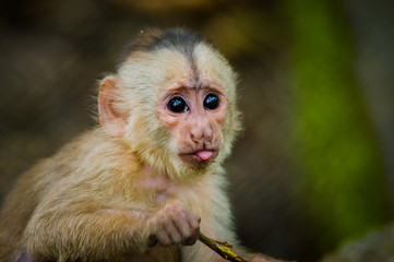 Fantastic closeup photo of playful cute little monkey from amazon jungle Ecuador