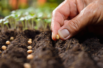 Poster - Farmer's hand planting seeds in soil