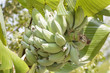 © dsom - Banana on a tree
