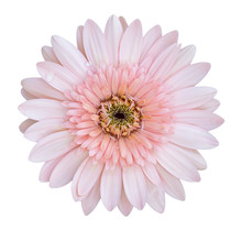 Pink Gerbera Flower Isolated On White With Clipping Path