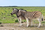 Fototapeta Sawanna - Zebra in Etosha, Namibia