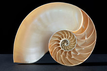 Nautilus Shell, Perfect Golden Section On Black, Clipping Path