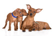 miniature pinscher dog with puppies