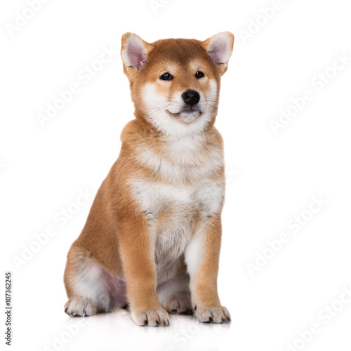 Red Shiba Inu Puppy On White Buy This Stock Photo And