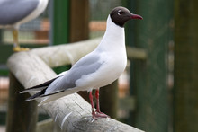 Black-headed Gull, Larus Ridibundus, Is Common In Europe