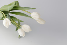 White Tulips On White Background