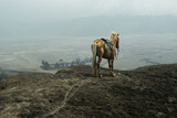 Fototapeta Konie - Horse in front of mountains near  Volcano Bromo