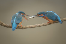 Kingfisher, Alcedo Atthis, Calling For Her Mate