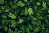 Fototapeta Do pokoju - Green leaf texture. Leaf texture background
