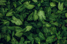Green Leaf Texture. Leaf Texture Background