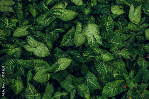 Fotomural Green leaf texture. Leaf texture background