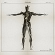 Human anatomy. 3D illustration. Vintage illustration of muscular and vascular system.