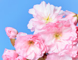 Fototapeta Kwiaty - Close up of blooming sakura, background