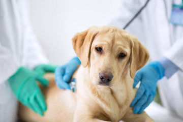 Cute puppy visit vet