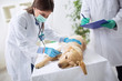 Teamwork veterinarian examining the dog