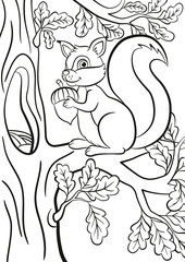 Wall Mural - Coloring page. Little cute squirrel sits on the banch of a tree. The squirrel smiles and holds an acorn in the hands.