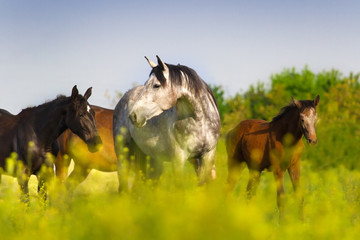 Wall Mural - Horse herd on pasture