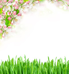 Canvas Print - spring time. apple tree blossoming and green grass