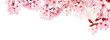 Verträumte Kirschblüten als Bordüre auf weißem Hintergrund