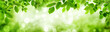 canvas print picture - Grüne Blätter und leuchtender Panorama Hintergrund bilden Rahm