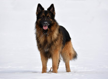 German Shepherd In Snow