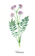Valerian. Collection herb. Watercolor hand drawn illustration. Botanical illustration