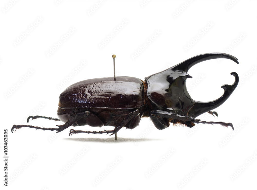 ケンタウルスオオカブト♂/中央アフリカ.バンギ産【標本】 ケンタウルスオオカブト♂/中央アフリカ.バンギ産【標本