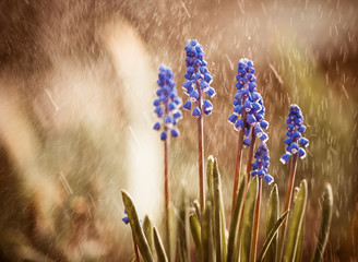 blue spring flowers under rain
