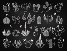 Vector Set Of Chalkboard Cactus And Succulent Plants