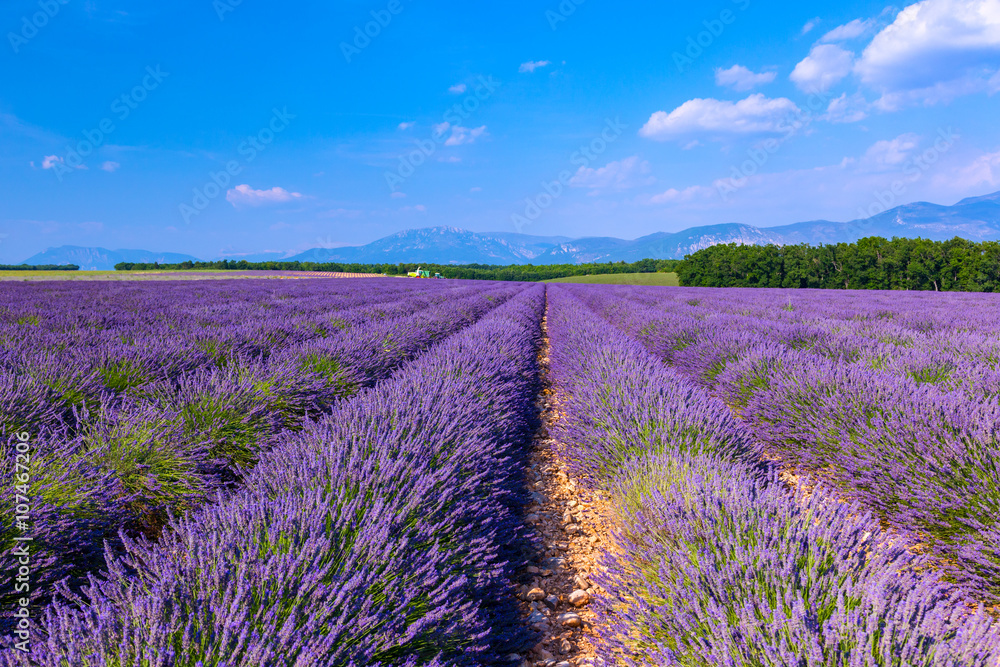 Lavender field summer landscape near Valensole - obrazy, fototapety, plakaty 