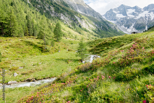 Photographie Berglandschaft mit Alpenrosen und Gebirgsbach